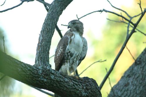 butterflies  hawk05 2 092