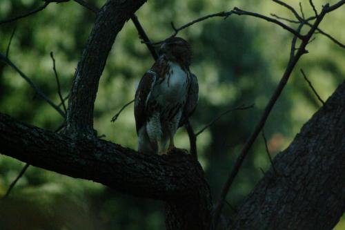 butterflies  hawk05 2 093