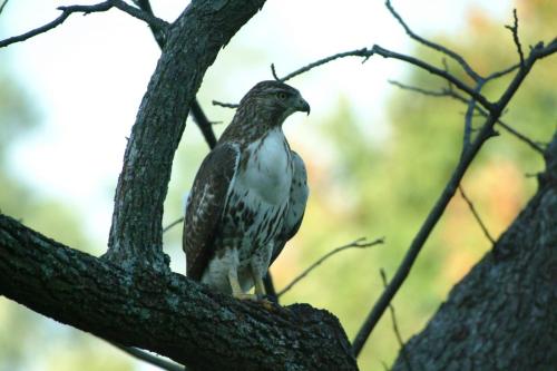 butterflies  hawk05 2 094